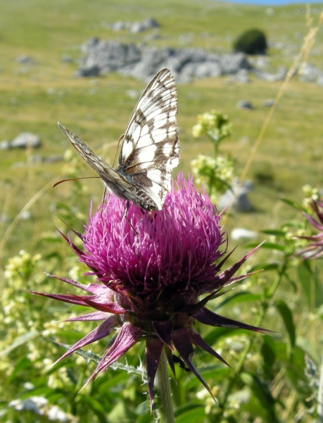 Melanargia russiae